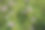 紫色的阿斯塔西亚花在绿黄色的斑驳叶子中绽放。生动的特写在自然光下，适合用于花卉主题背景和植物设计素材。图片下载