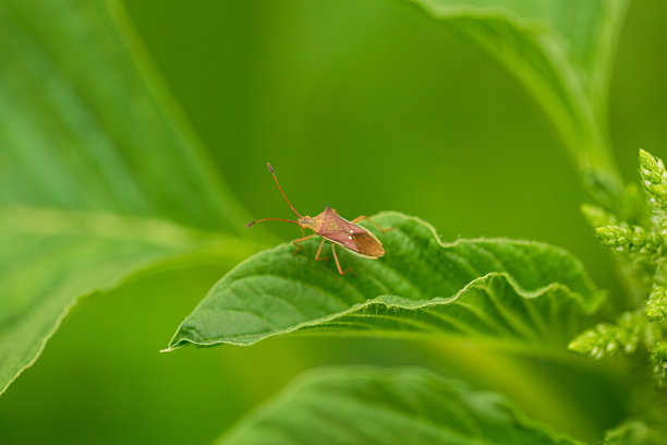 绿色叶子上的昆虫特写，Galerucella甲虫在叶子上：特写镜头，自然野生动物照片。Pyrrhalta甲虫在绿色叶子上：宏观摄影，自然。图片下载