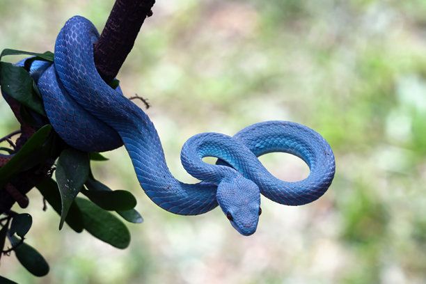 栖息在树枝上,三角头蛇(trimeresurus insularis)