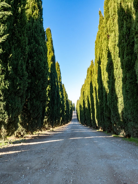 意大利比萨塔旅行照片，托斯卡纳美丽城市，欧洲意大利托斯卡纳风景，圣吉米尼亚诺图片下载