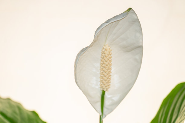 一张高分辨率的库存照片展示了一朵盛开的洁白莲花，背景柔和模糊。该图像传达了纯洁、自然优雅和成长的主题。图片下载