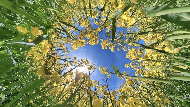 宽角度照片的油菜花田图片下载