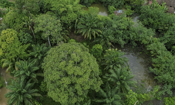 无人机拍摄的照片，从高处观察我们村庄花园中树木的绿叶。图片下载