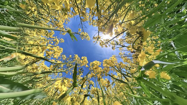 宽角度照片的油菜花田图片下载