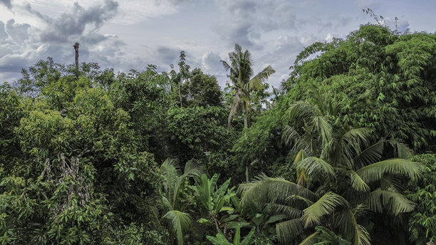 无人机拍摄的照片，从高处观察我们村庄花园中树木的绿叶。图片下载