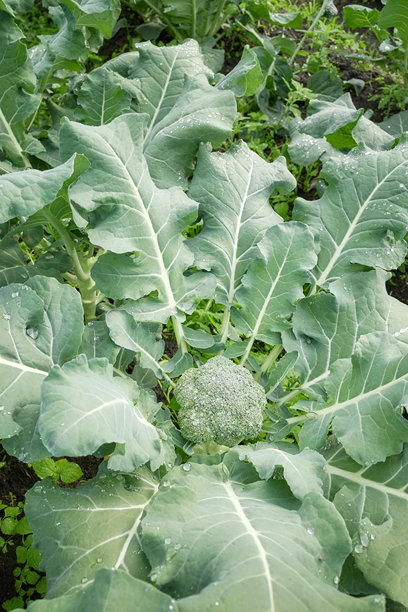 有机农场上西兰花的特写照片，选择性对焦。图片下载