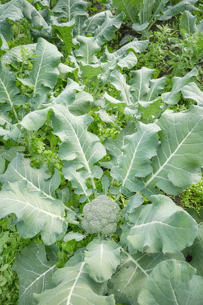 有机农场上西兰花的特写照片，选择性对焦。图片下载