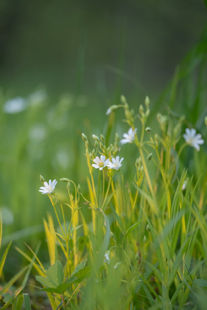 Stellaria holostea。由火腿制成的精致森林花朵，Stellaria holostea或Echte Sternmiere。花卉背景。自然背景上的白色花朵。特写，微距照片，自然之美。图片下载