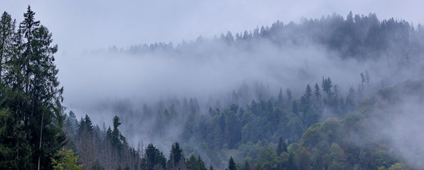 黑色风格化松树剪影照片图片下载