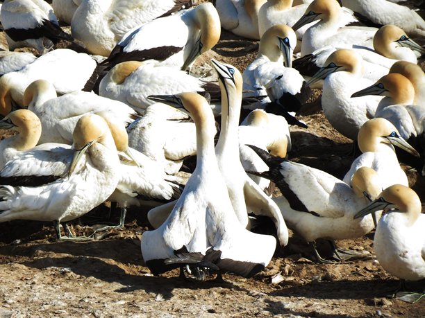 展示北方海鸥的照片，具有独特的蓝色眼睛和白色羽毛。描绘了它们在岩石海岸巢穴上的社会行为和栖息地。图片下载