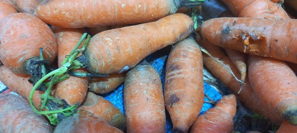 胡萝卜的照片图片下载