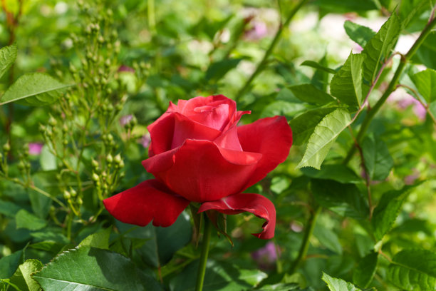 五月春天盛开的红玫瑰特写照片图片下载