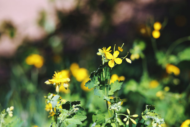 花园中的药用植物大黄。大黄自然黄色花朵的特写照片。图片下载