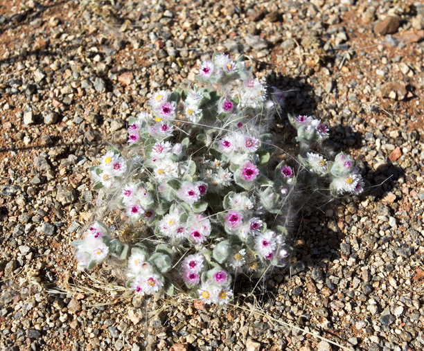 沙漠中植物和花朵的特写照片图片下载