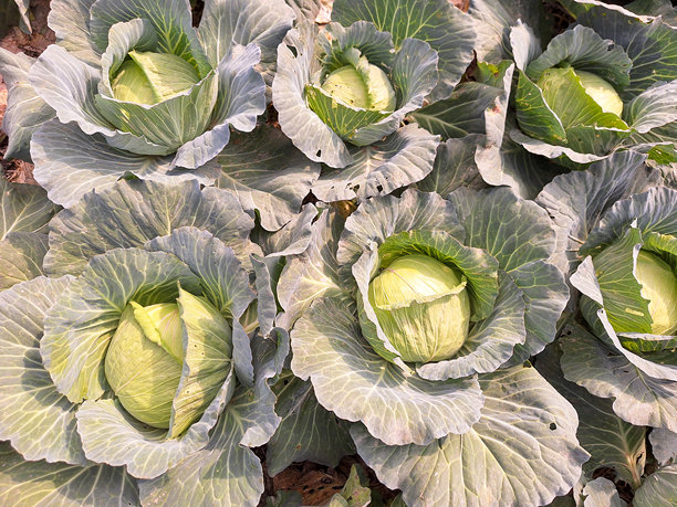 农田里生长的绿色卷心菜的特写和俯视照片图片下载