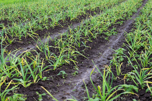 这张照片展示了在潮湿黑土中整齐排列的年轻大蒜。大蒜的绿叶向上伸展。图片下载