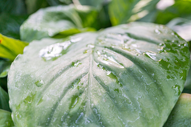 一张高质量的图片，特写展示一片大型、鲜艳的绿色叶子，上面有水滴，突显其纹理和光泽，适合用于与自然、健康或环境相关的广告。图片下载