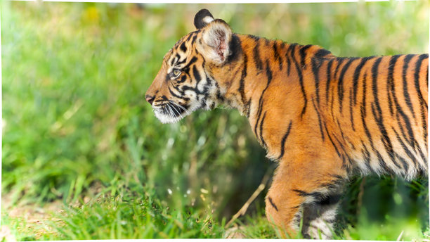 一系列幼虎在动物园围栏内探索环境的肖像照片之一图片下载