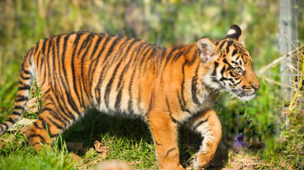 一系列幼虎在动物园围栏内探索环境的肖像照片之一图片下载