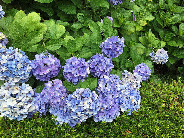 在日本拍摄的浅蓝紫色绣球花的照片。图片下载