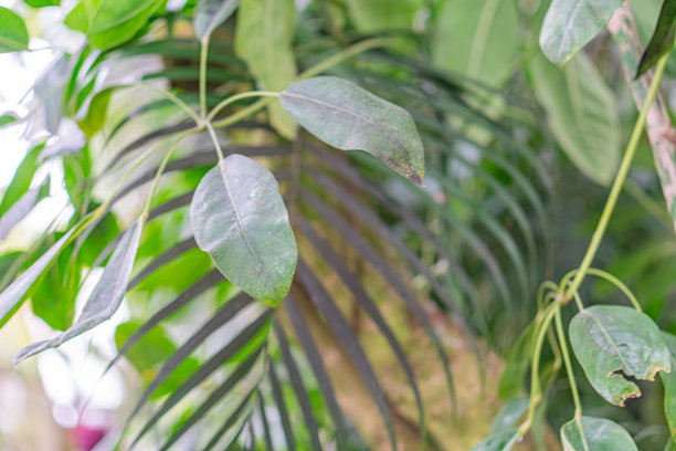 特写照片展示了老化的棕榈叶，呈现出鲜艳的绿色和棕色斑点，层次分明，中央是最大的叶子，向边缘逐渐缩小，突显自然之美和细节。图片下载