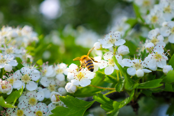 这张照片展示了一只蜜蜂特写，停在一朵小白花上，花心为黄色，周围有许多类似的花朵和绿色叶子。这只昆虫可能正在采集花粉或花蜜。图片下载