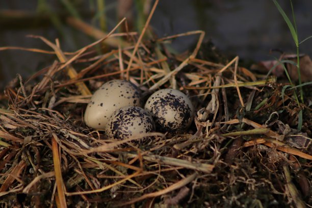 在旅行时于纳尔萨罗瓦拍摄的美丽可爱的紫水鸡鸟蛋照片图片下载