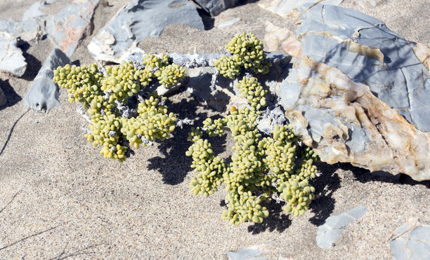 沙漠中植物和花朵的特写照片图片下载