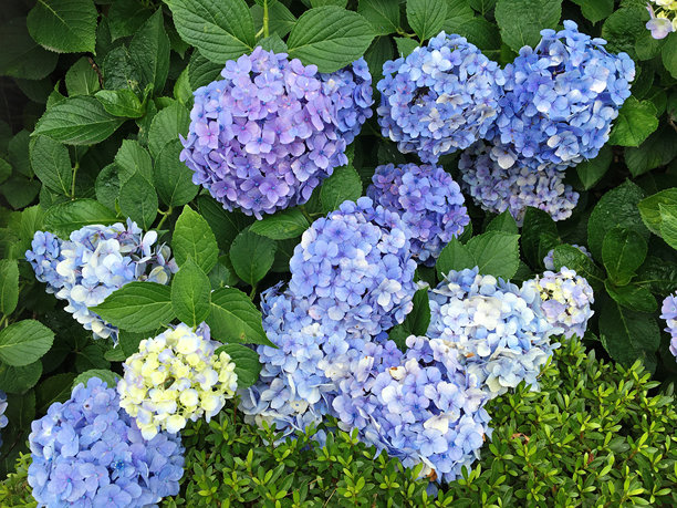 在日本拍摄的浅蓝紫色绣球花的照片。图片下载