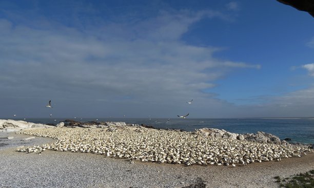展示北方海鸥的照片，具有独特的蓝眼睛和白色羽毛。描绘了它们在岩石海岸巢穴上的社会行为和栖息地。图片下载
