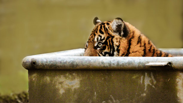 一系列幼虎在动物园围栏内探索环境的肖像照片之一图片下载