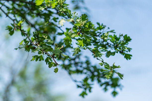 半圆形树枝的特写照片，上面挂着绿色透明的叶子，背景是模糊的蓝天。图片下载