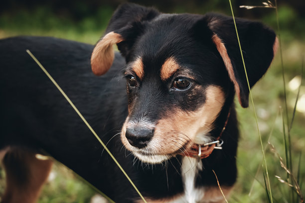 草地上戴着项圈的小狗肖像。宠物在公园户外散步。猎犬行为。专注的目光。年轻的家养动物。黑棕色毛发的混合猎犬品种。高质量照片。图片下载