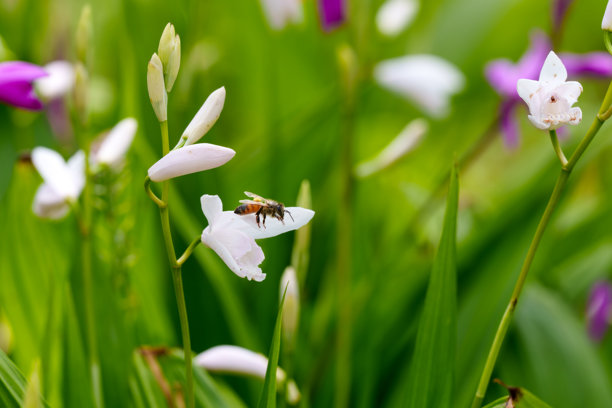白色中华兰（Bletilla striata）花朵和蜜蜂在春天盛开的特写照片图片下载