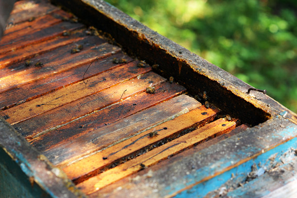 蜂蜜框上的蜜蜂特写照片图片下载