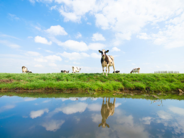 农业。农场。农场上的家畜。牛在草地上吃草。动物在晴朗天空的背景下。食品生产。适合用作壁纸、明信片或背景的照片。图片下载