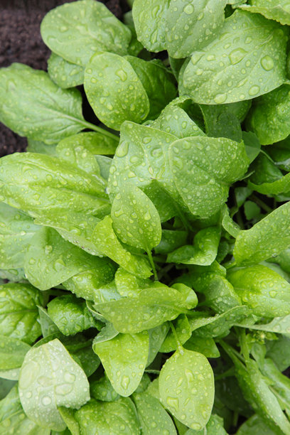 家园中的新鲜绿色菠菜。竖版照片图片下载