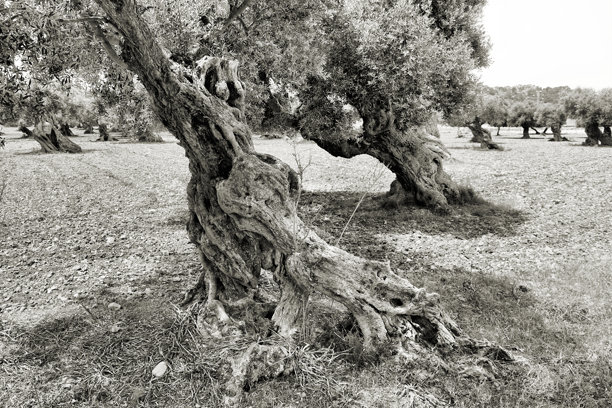 西班牙马洛卡的橄榄树黑白照片图片下载
