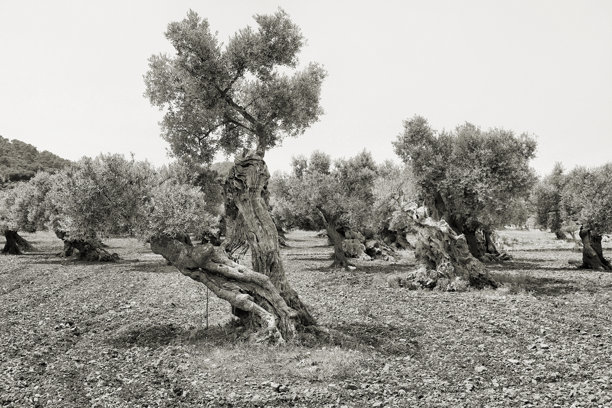 西班牙马洛卡的橄榄树林。黑白照片。复古风格。图片下载