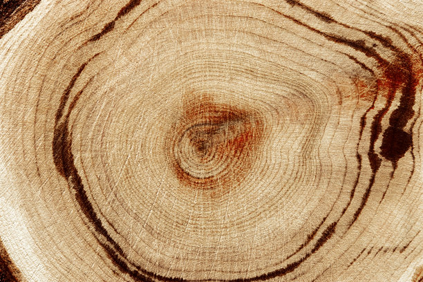 自然木质背景，木纹年轮形成。宏观照片展示了带结的杜松木横截面，图形自然图案。锯切木材特写，树轮图案。图片下载