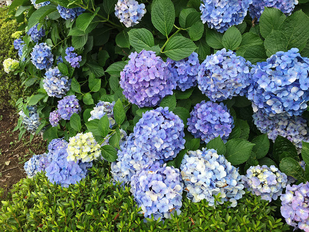 在日本拍摄的浅蓝紫色绣球花的照片。图片下载