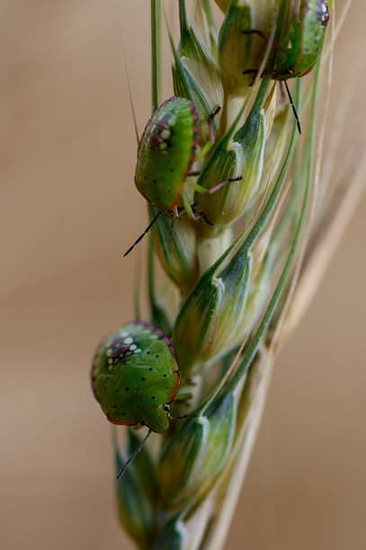 塞浦路斯一只绿色臭虫在黑麦秆上爬行的特写照片。地中海田野场景，温暖的自然色调和细致的细节。图片下载