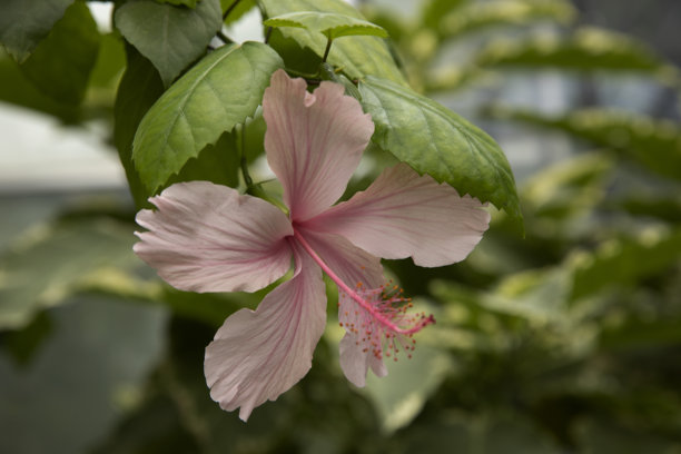 大型柔软的粉色木槿花。木槿盛开。苏丹玫瑰，中国玫瑰。花朵特写照片。图片下载