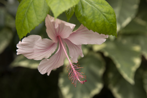 大型柔软的粉色木槿花。木槿盛开。苏丹玫瑰，中国玫瑰。花朵特写照片。图片下载