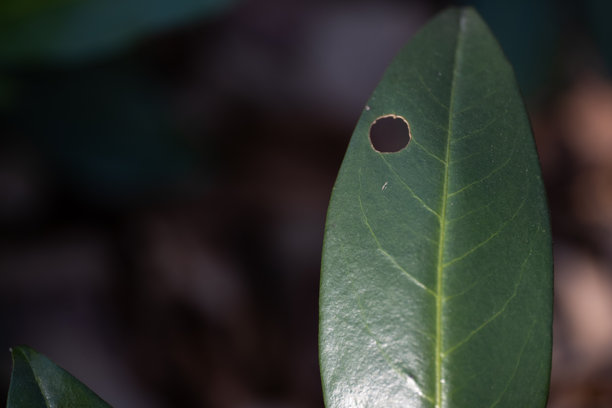 一张详细的特写照片，展示了一片生机勃勃的绿色叶子，上面有一个独特的圆形孔洞。自然的瑕疵象征着自然的韧性以及昆虫对植物生命的影响。图片下载