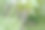 特写照片展示了初夏盛开的紫色薰衣草花朵图片下载