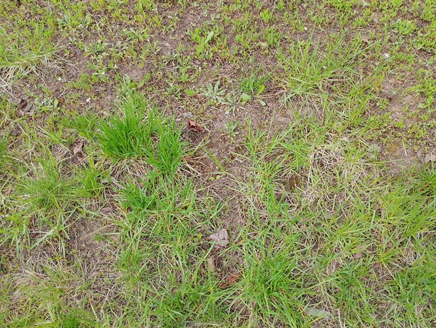 草地和土壤的照片图片下载