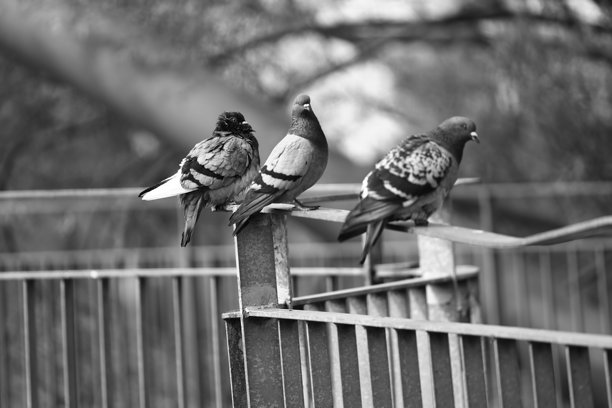 金属栏杆上的鸽子，黑白照片图片下载