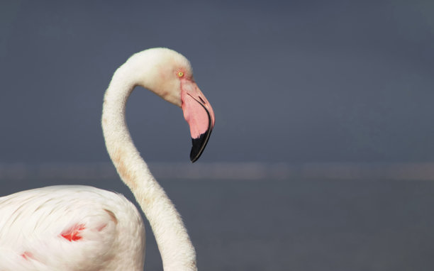 一只雄伟的火烈鸟在晴朗的蓝天背景下的特写。这张细致的照片突出了鸟类鲜艳的粉色羽毛和优雅的姿态，非常适合野生动物、自然和保护项目。图片下载