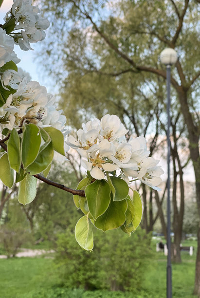 盛开的苹果树。美丽的白色花朵在郁郁葱葱、如画的公园环境中绽放。春季拍摄的竖版照片。图片下载